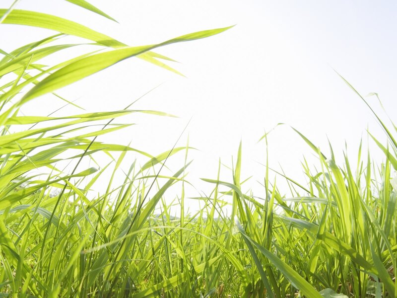 Green Grass Blades — Photograph, Sky