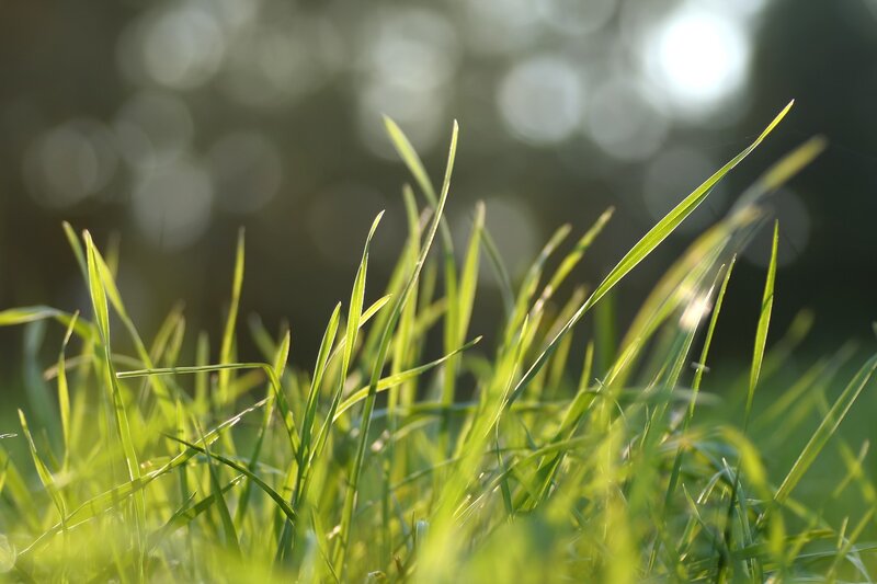 Green Grass Blades — Photograph, White