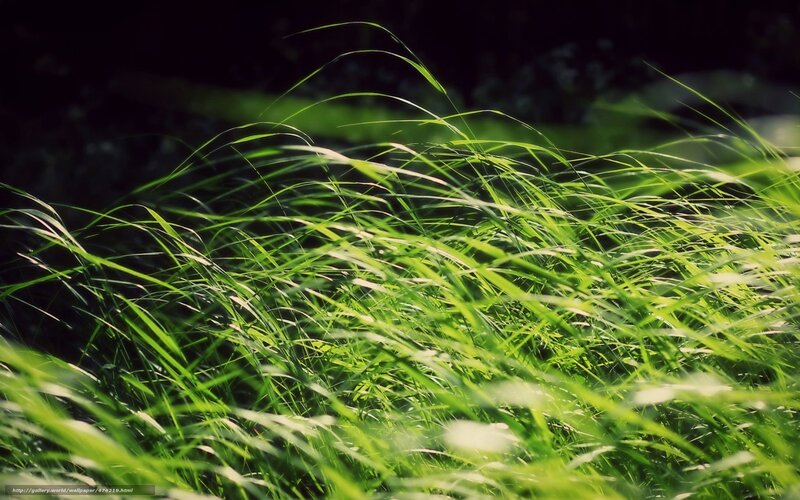 Green Grass Blades — Serene, Afternoon, Photograph, Light