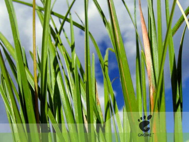 Green Grass Blades — Serene, Afternoon, Photograph, Sky, Clouds, Footprint Logo