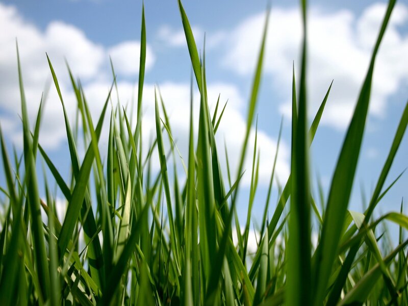 Green Grass Blades — Serene, Afternoon, Photograph, Sky, Clouds