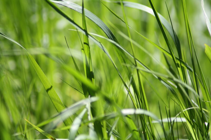 Green Grass Blades — Serene, Afternoon, Photograph, Sunlight, Outdoor