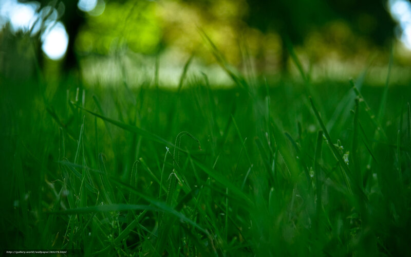 Green Grass Blades — Serene, Afternoon, Photograph, Sunlight