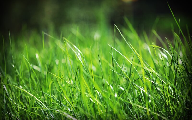 Green Grass Blades — Serene, Afternoon, Photograph