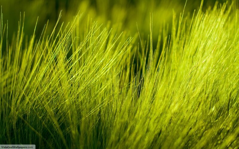 Green Grass Blades — Serene, Afternoon, Photograph, Yellow