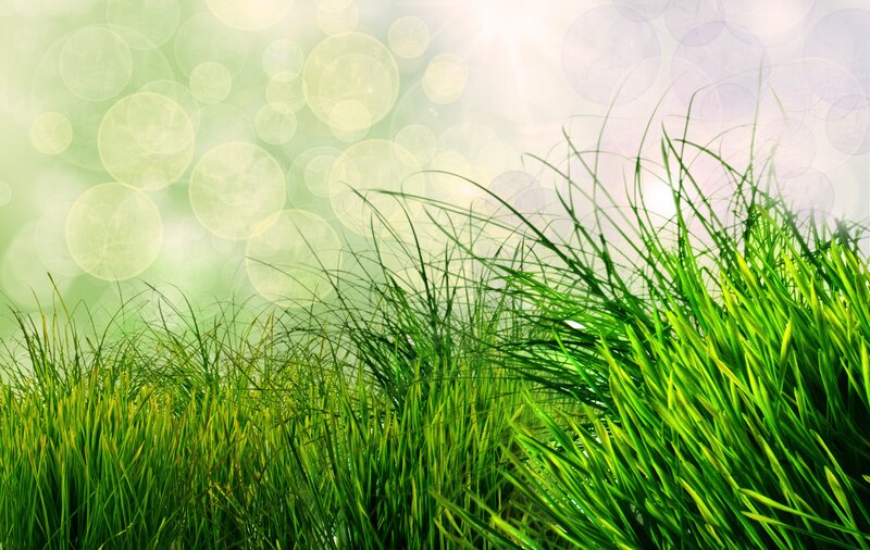 Green Grass Blades — Serene, Morning, Photograph, Bokeh, Sunlight