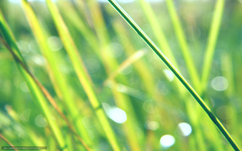 Green Grass Blades — Serene, Morning, Photograph, Bokeh
