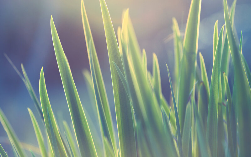 Green Grass Blades — Serene, Morning, Photograph, Sunlight, Blur, Blue
