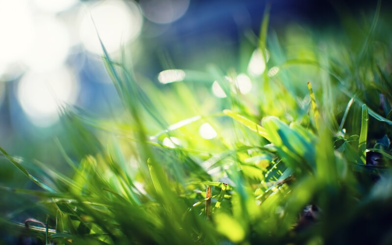 Green Grass Blades — Serene, Morning, Photograph, Sunlight, Bokeh, White, Blue