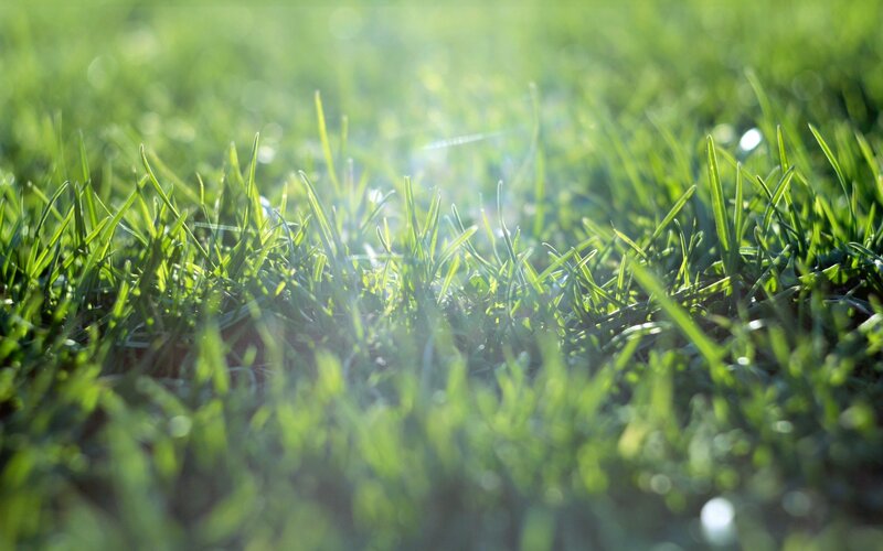 Green Grass Blades — Serene, Morning, Photograph, Sunlight, Bokeh, Yellow
