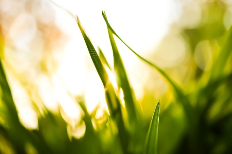 Green Grass Blades — Serene, Morning, Photograph, Sunlight, Bokeh, Yellow, White