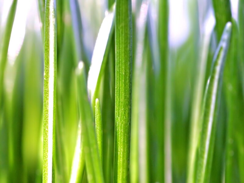 Green Grass Blades — Serene, Morning, Photograph, Sunlight, Dew, White
