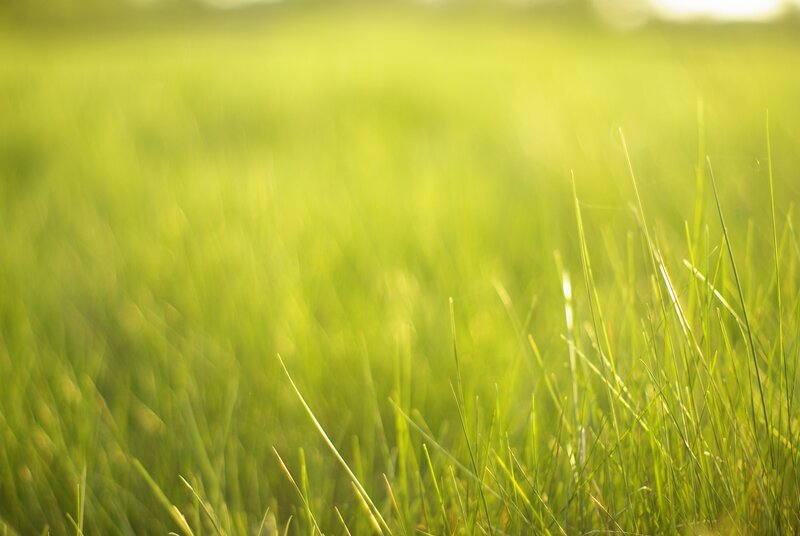 Green Grass Blades — Serene, Morning, Photograph, Sunlight, Field, Yellow