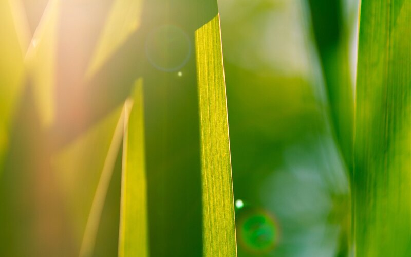 Green Grass Blades — Serene, Morning, Photograph, Sunlight, Lens Flare