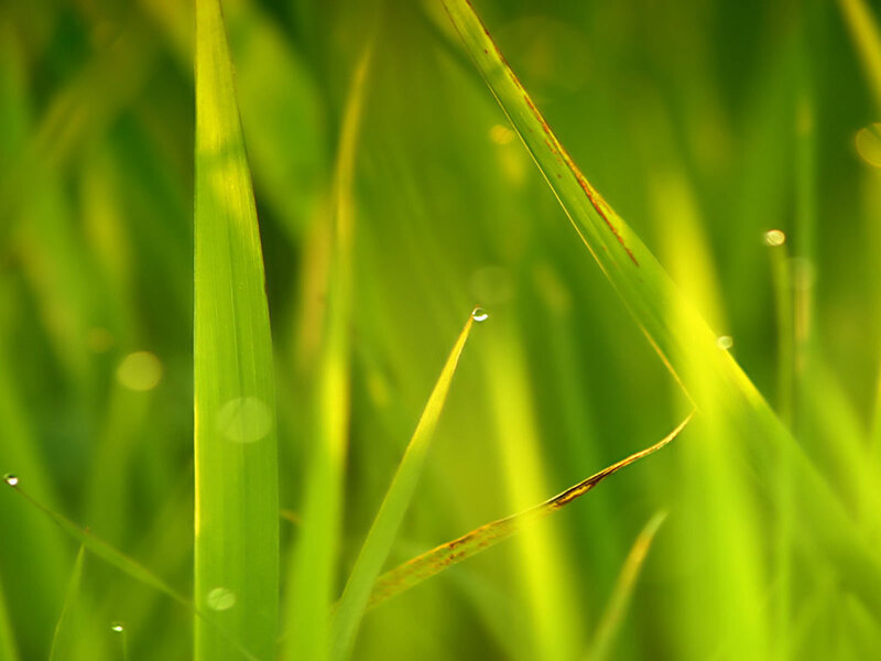 Green Grass Blades — Serene, Morning, Photograph, Water Droplet, Sunlight