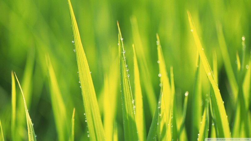 Green Grass Blades — Serene, Morning, Photograph, Water Droplets