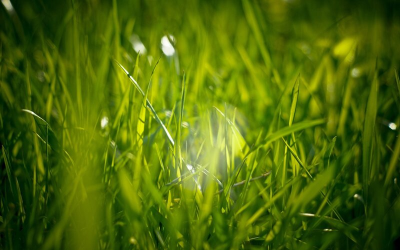 Green Grass Blades — Serene, Morning