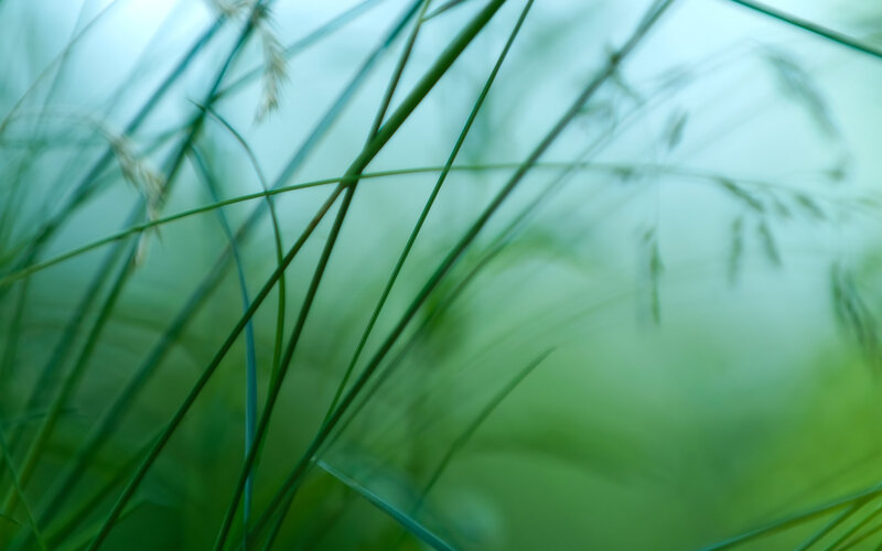 Green Grass Blades — Serene, Photograph, Blades of Grass