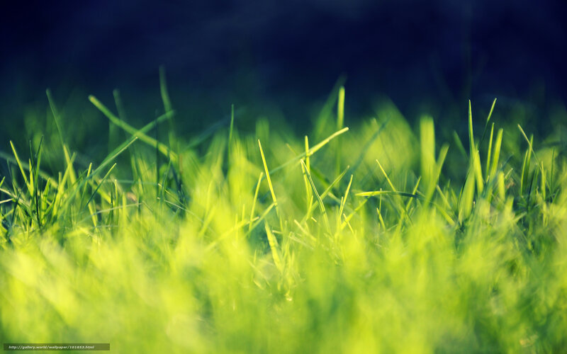 Green Grass Blades — Serene, Photograph, Blur