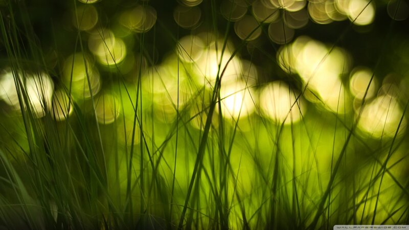 Green Grass Blades — Serene, Photograph, Bokeh Lights