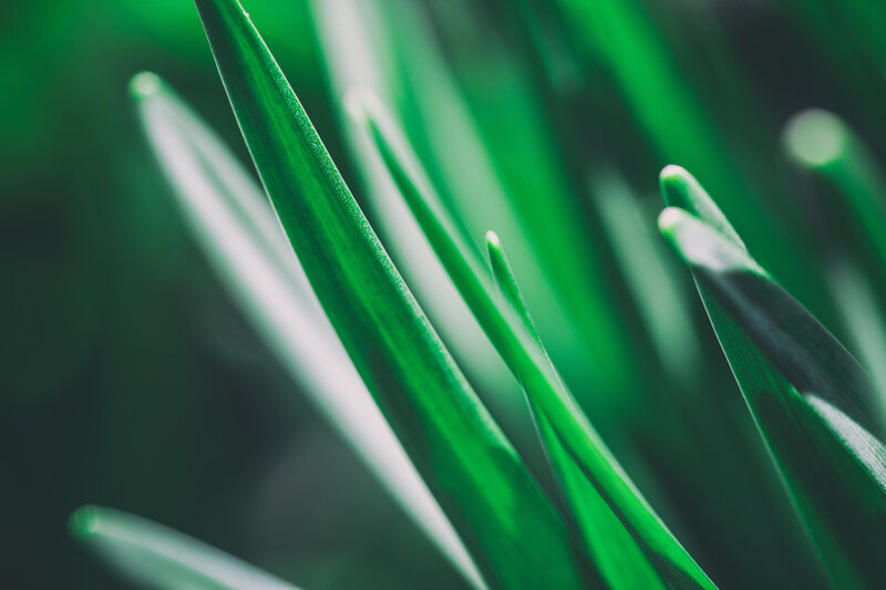 Green Grass Blades — Serene, Photograph, Focus