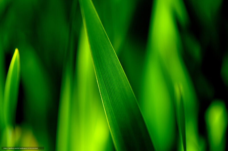 Green Grass Blades — Serene, Photograph, Leaves