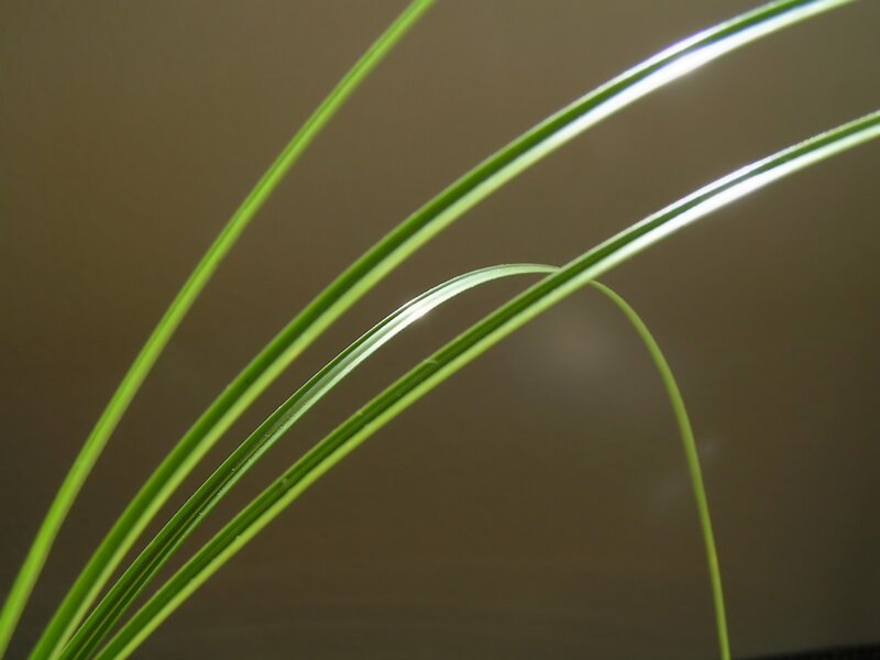 Green Grass Blades — Serene, Photograph, Light, Brown