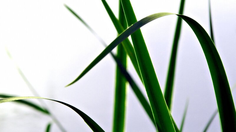 Green Grass Blades — Serene, Photograph, Light