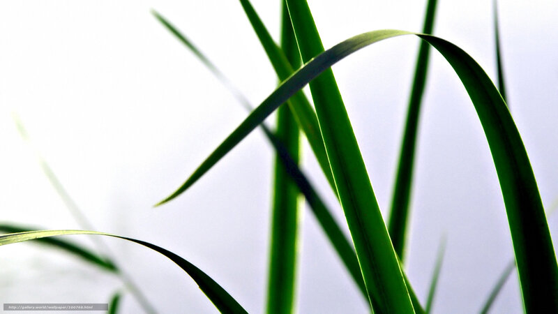 Green Grass Blades — Serene, Photograph, Sky