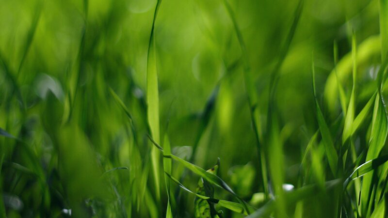 Green Grass Blades — Serene, Photograph