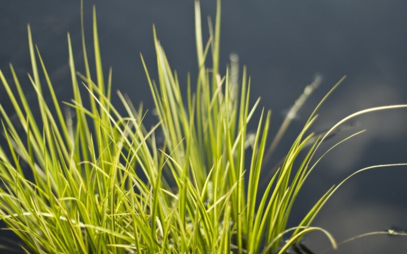 Green Grass Blades — Serene, Photograph, Water