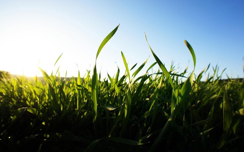 Green Grass Blades — Serene, Sunrise