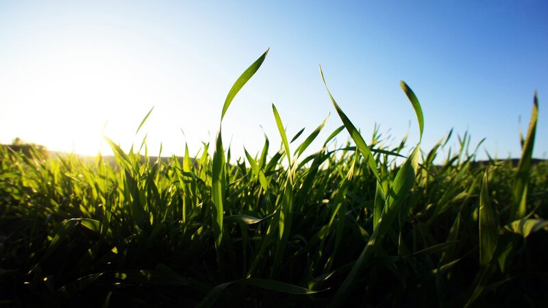 Green Grass Blades — Serene, Sunset, Photograph, Sky