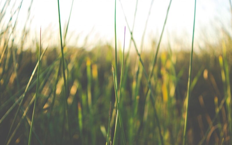 Green Grass Blades — Serene, Sunset, Photograph, Sunlight, Field