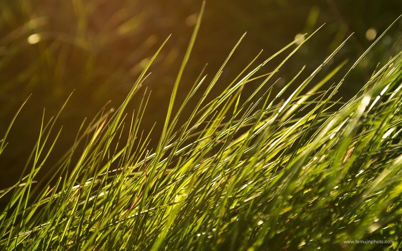 Green Grass Blades — Serene, Sunset, Photograph, Sunlight, Outdoor, Yellow