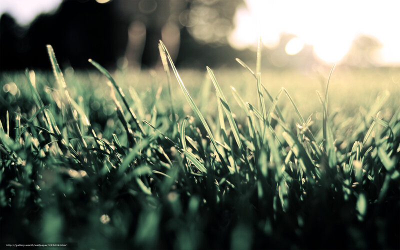 Green Grass Blades — Serene, Sunset, Photograph, Sunlight