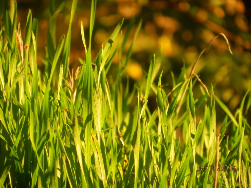 Green Grass Blades — Serene, Sunset, Photograph