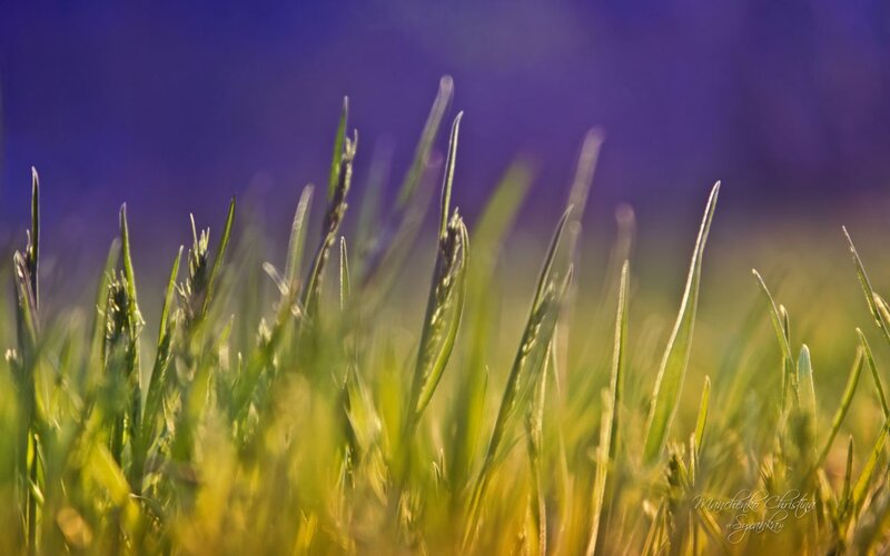 Green Grass Blades — Serene, Sunset