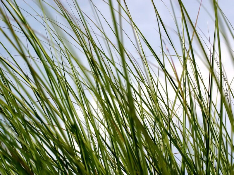 Green Grass Blades — Sky, Blue
