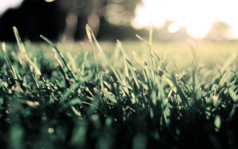 Green Grass Blades — Sunset