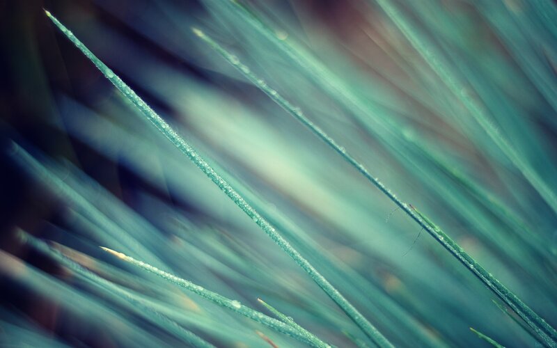 Green Grass Blades — Teal