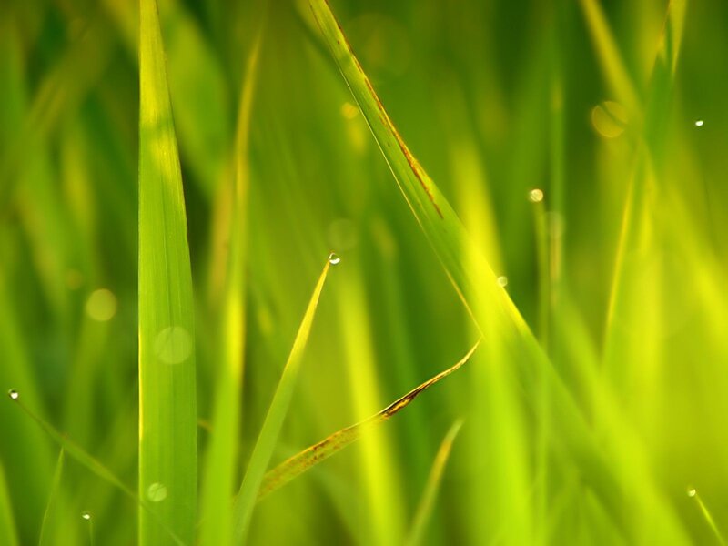 Green Grass Blades — Water Droplets, Sunlight