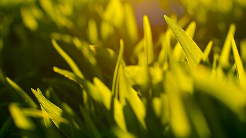 Green Grass Blades — Yellow, Serene, Sunset