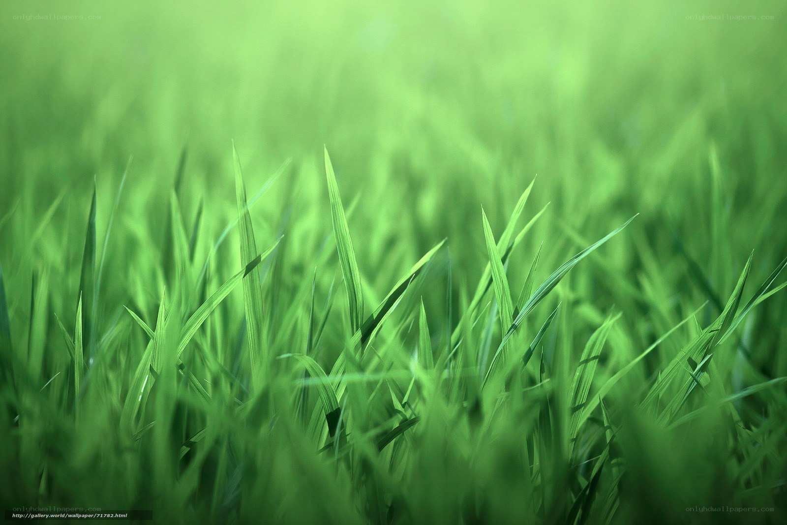 green grass blades