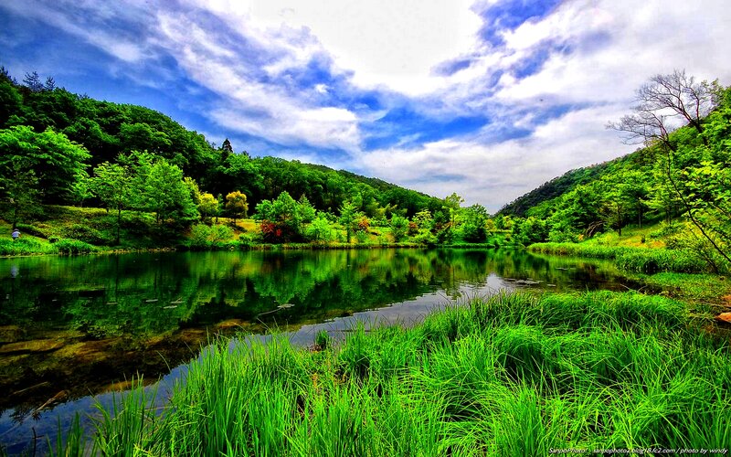 Green Grass by Lake
