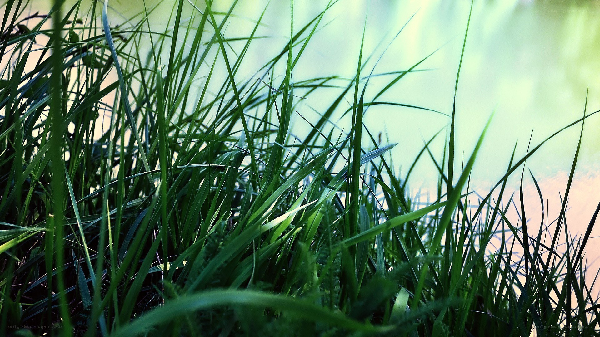 green grass by the water