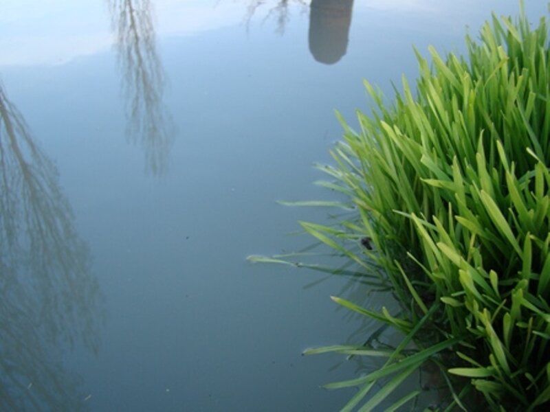 Green grass by the water