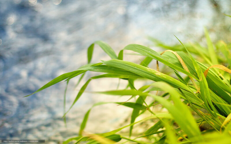 Green grass by the water