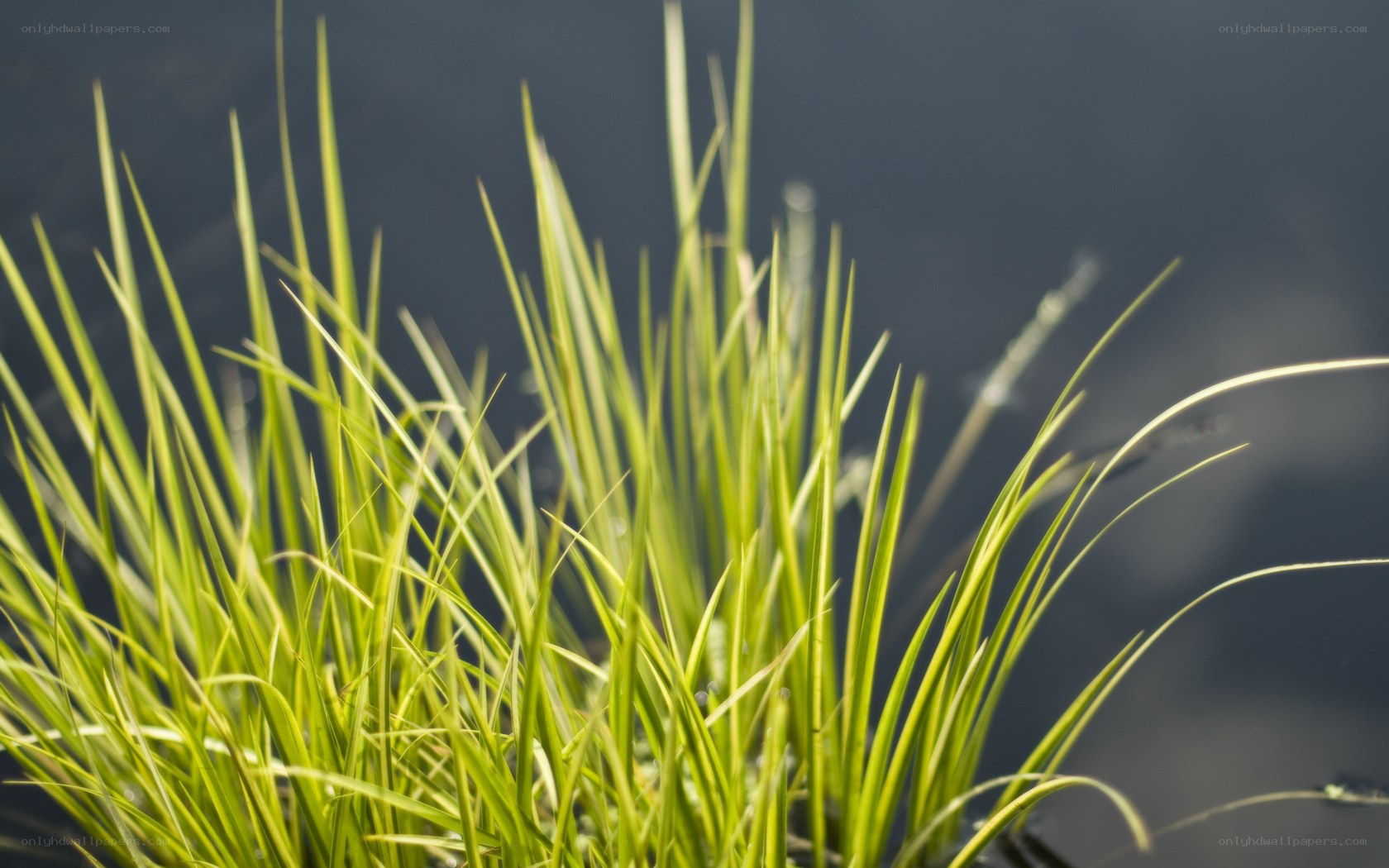 green grass by water