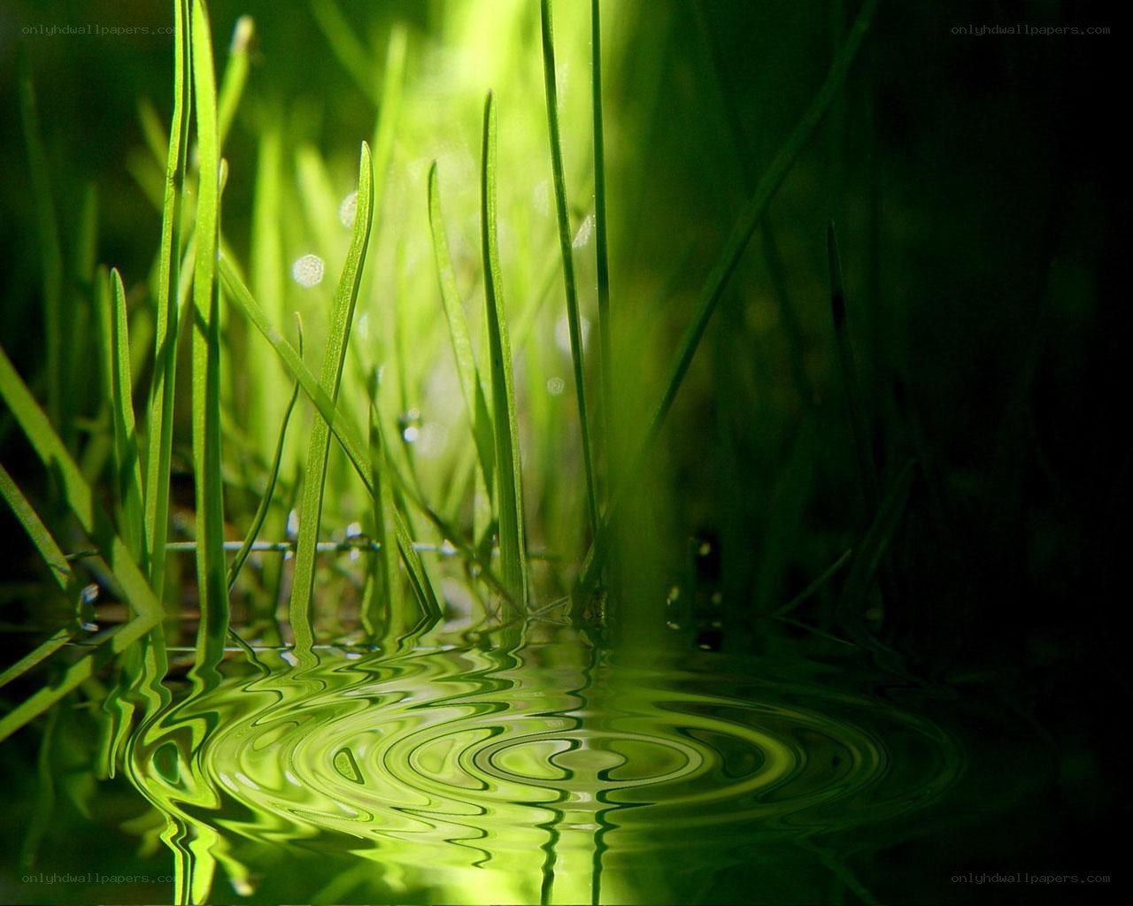 Green grass by water